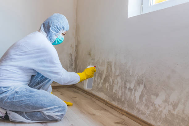 Licensed Black Mold Remediation service in Maynard, MA - 24 Hour Mold Removal
