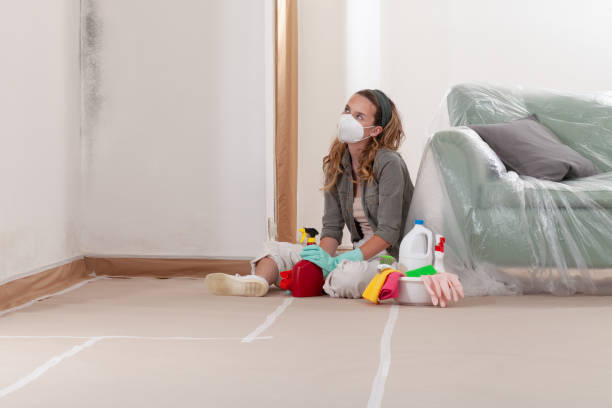 Reliable Black Mold Remediation contractor in Maynard, MA by 24 Hour Mold Removal