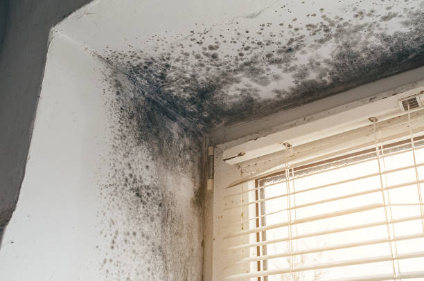 Affordable Black Mold Remediation solutions in Maynard, MA